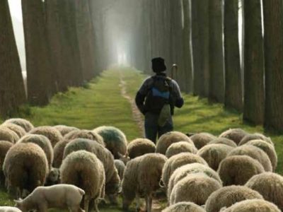 De rabinos e ovelhas